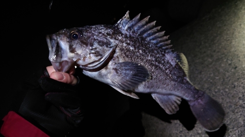 クロソイの釣果