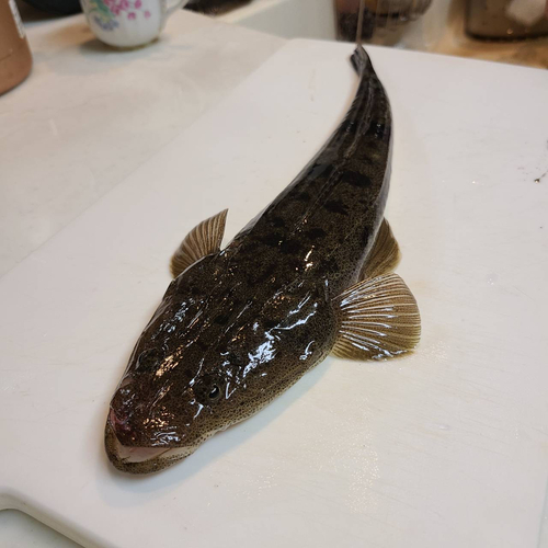 マゴチの釣果