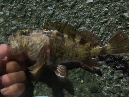 カサゴの釣果