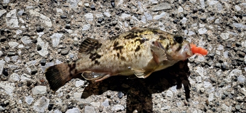 ソイの釣果