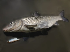 ニゴイの釣果