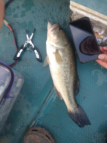 ラージマウスバスの釣果