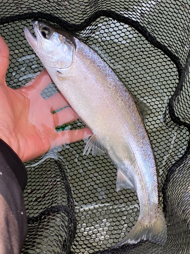 ビワマスの釣果