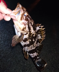 ベッコウゾイの釣果