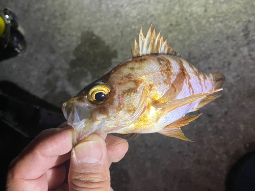 メバルの釣果