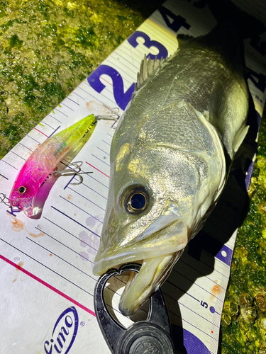 シーバスの釣果