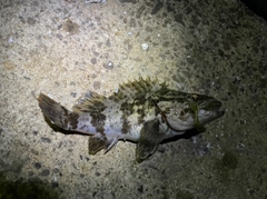 タケノコメバルの釣果