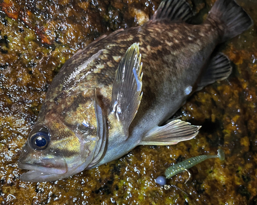 クロソイの釣果