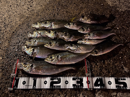 アジの釣果