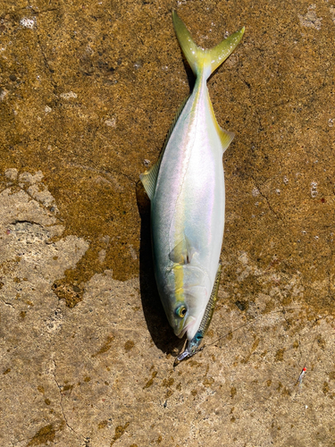 釣果