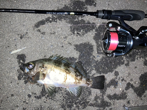 メバルの釣果