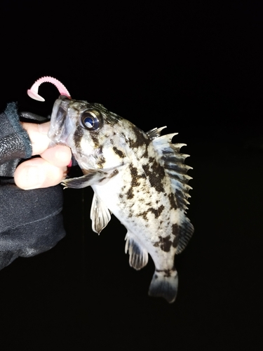 クロソイの釣果