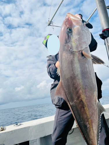 カンパチの釣果