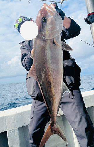 カンパチの釣果