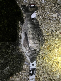 チヌの釣果