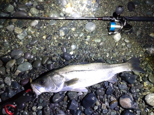 フッコ（マルスズキ）の釣果