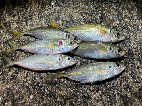 アジの釣果