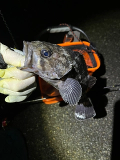 クロメバルの釣果