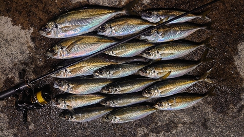 アジの釣果