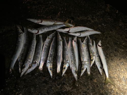 カマスの釣果