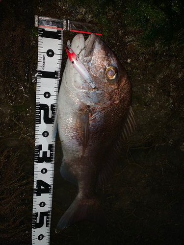 マダイの釣果