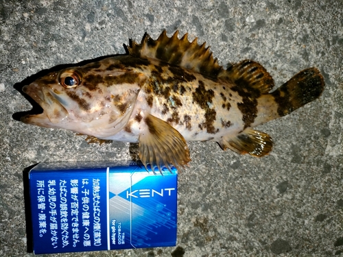 タケノコメバルの釣果