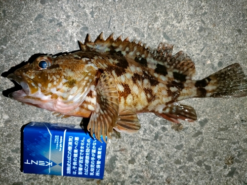 タケノコメバルの釣果