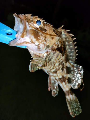 タケノコメバルの釣果