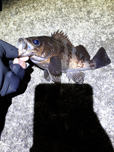 メバルの釣果