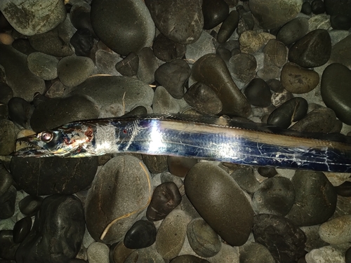 タチウオの釣果