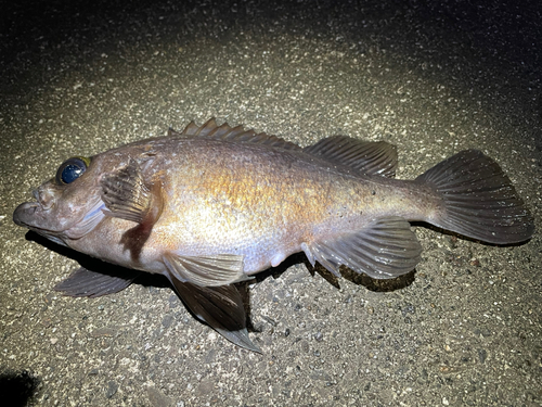 メバルの釣果