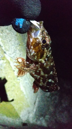 カサゴの釣果