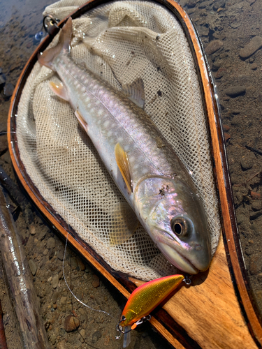 アメマスの釣果