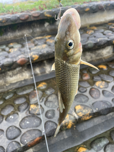 ニゴイの釣果