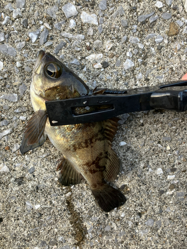 クロメバルの釣果