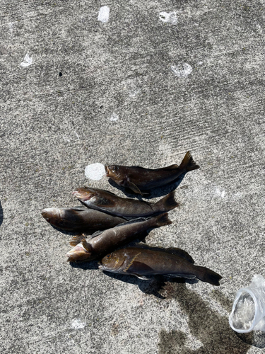 アイナメの釣果