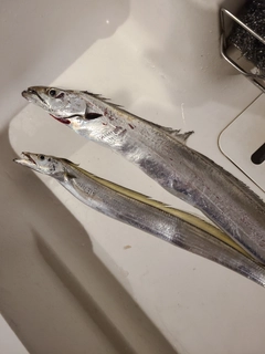 タチウオの釣果