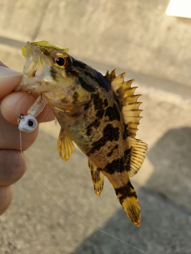 タケノコメバルの釣果