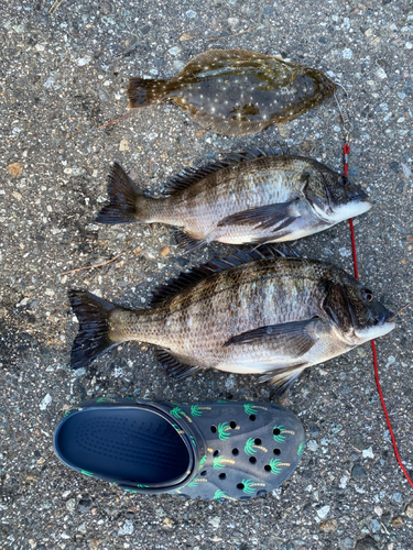 クロダイの釣果