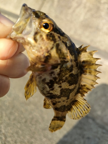 タケノコメバルの釣果