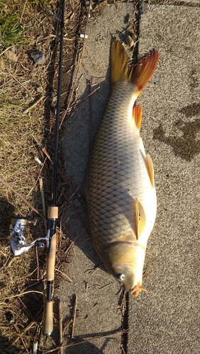 コイの釣果