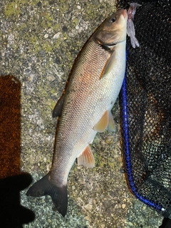 ウグイの釣果