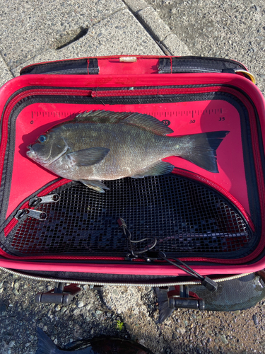 メジナの釣果