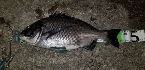 クロダイの釣果