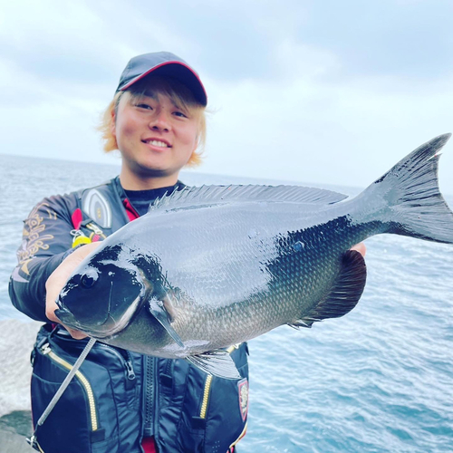 メジナの釣果