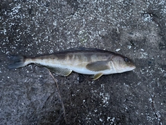 ホッケの釣果