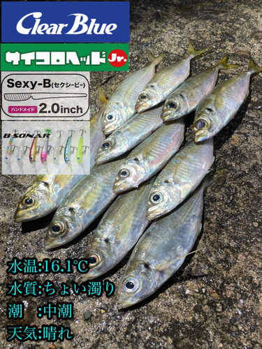 アジの釣果