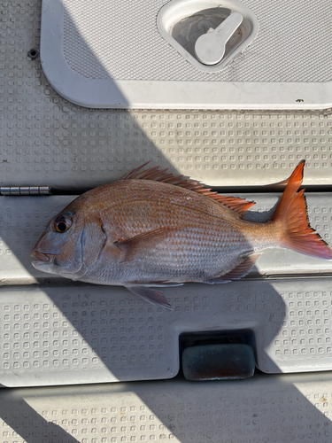 マダイの釣果