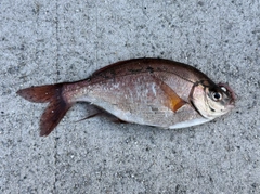 ウミタナゴの釣果