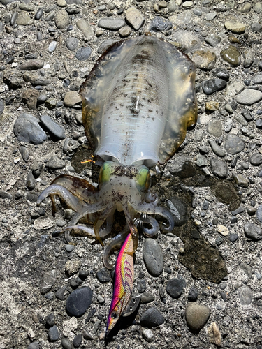 イカの釣果